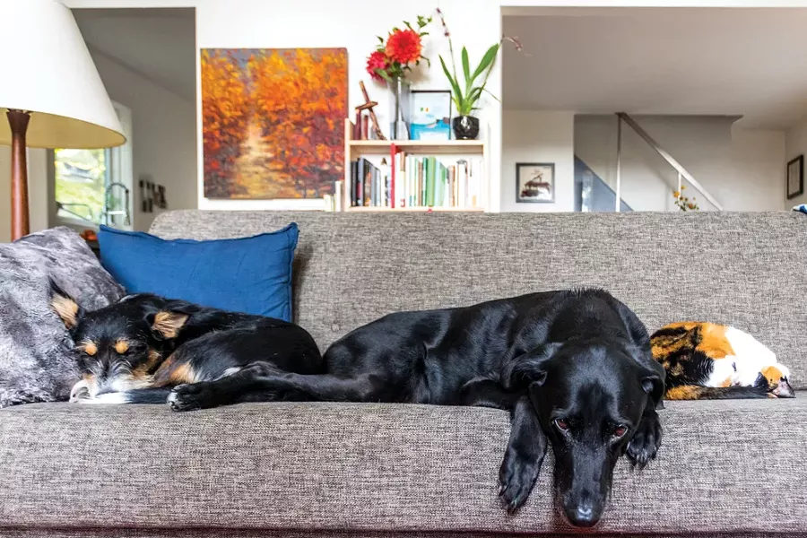 The couch in Horowitz and Shea’s living room is the center of family life, and a popular spot for both human and canine lounging. On the left, their puppy Quiddity naps, at the center Finnegan relaxes, and the family cat, Edsel Beezlebulb, curls up into a ball at the right. “I think the special thing about dogs is how intimately we can be - in each other’s spaces,” says Horowitz. “It’s very strange for me to ever be in a place where I don’t have a dog.” - WINONA BARTON-BALLENTINE