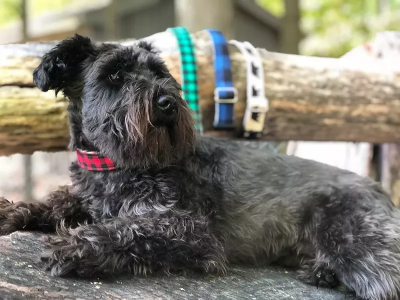 teller-hill-hemp-dog-collars.jpg