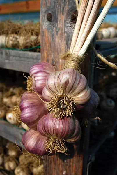 Garlic bulbs at Green Owl Farm. - LARRY DECKER
