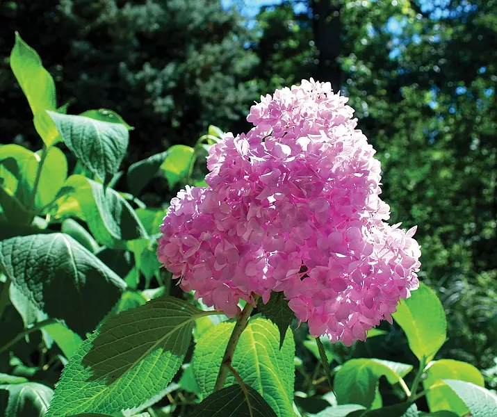 The showy blue and pink mophead type hydrangeas can be difficult to grow in the Hudson Valley - LARRY DECKER
