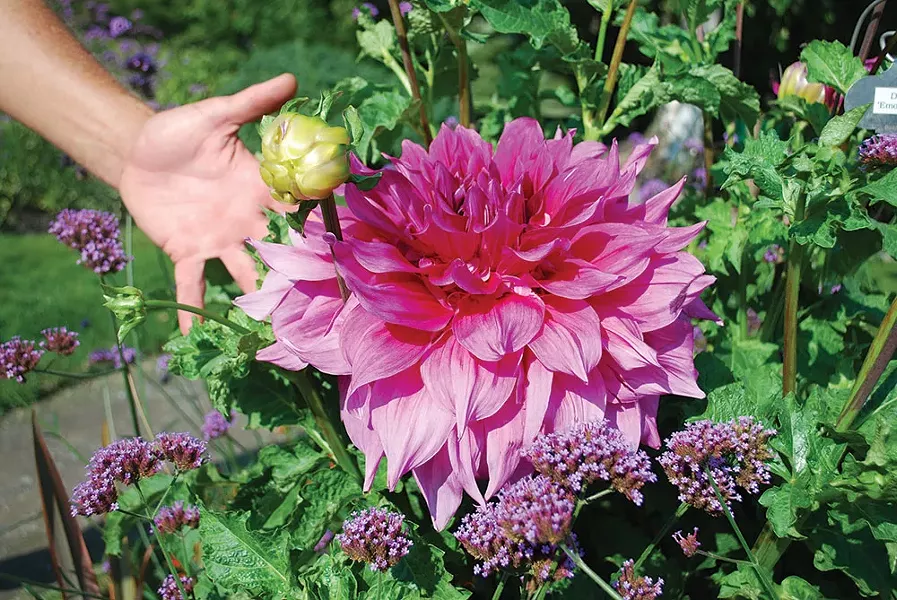 More dahlias - LARRY DECKER