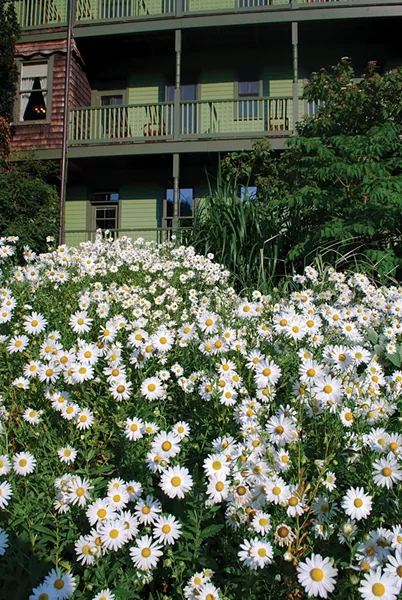 Hungarian Daisies - LARRY DECKER