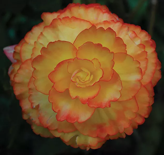 Tuberous begonias - LARRY DECKER