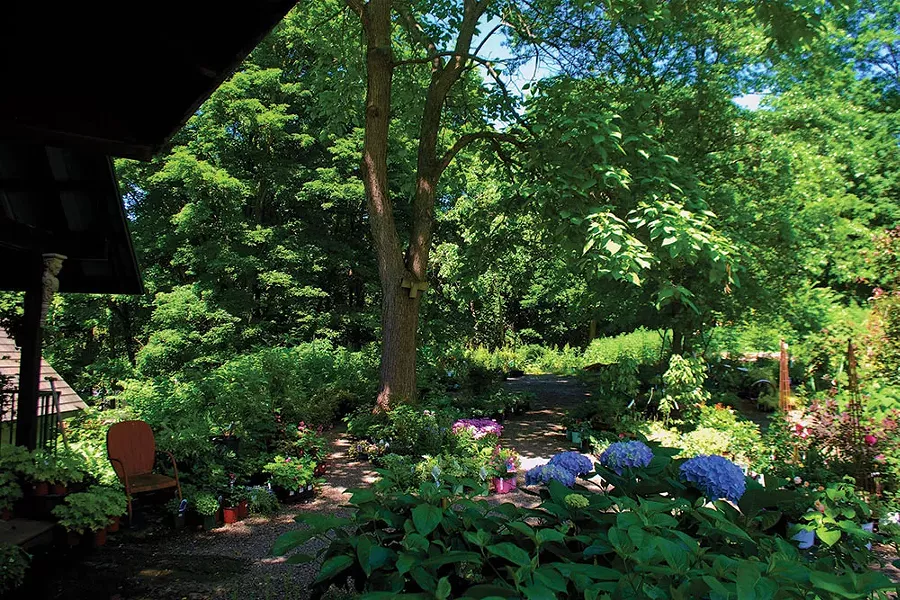Shade plants in the nursery at Victoria Gardens in Rosendale - LARRY DECKER