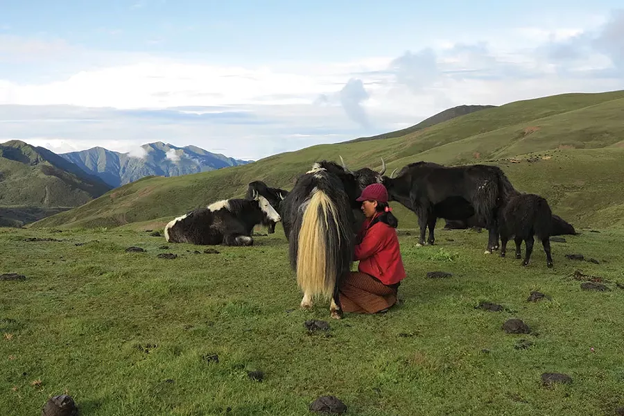Buttermaking in the highlands of Bhutan begins with hand-milking the yak. - ELAINE KHOSROVA