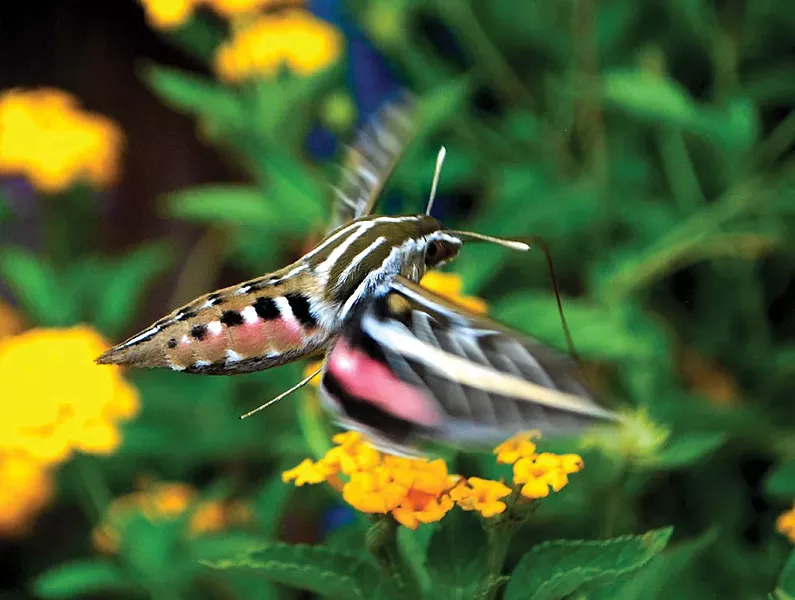One of several species of hummingbird moths found in our region that benefit from an ecologically thoughtful landscape. - LARRY DECKER