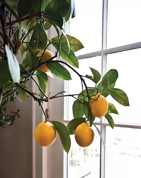 A lemon tree adds a colorful accent to Coleman's home. - DEBORAH DEGRAFFENREID