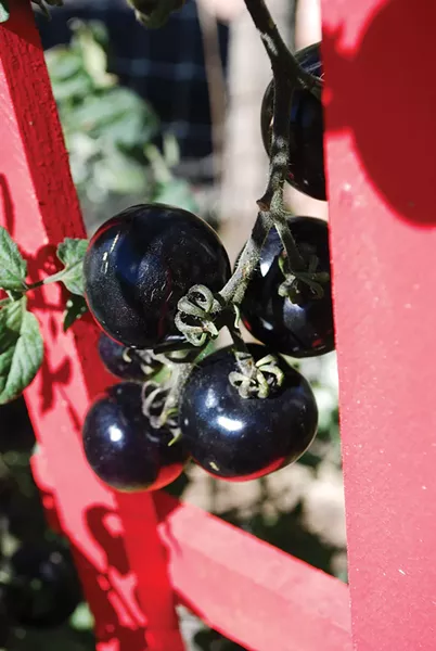 Black tomato - LARRY DECKER