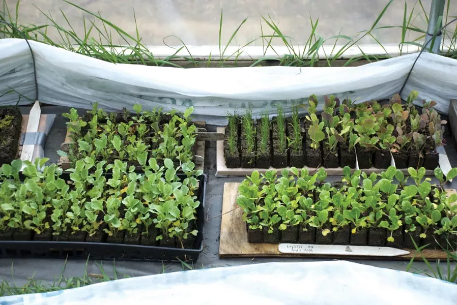 Seedlings from the Hudson Valley Seed Library.