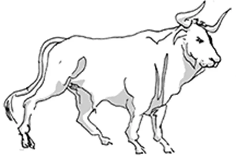 taurus.jpg