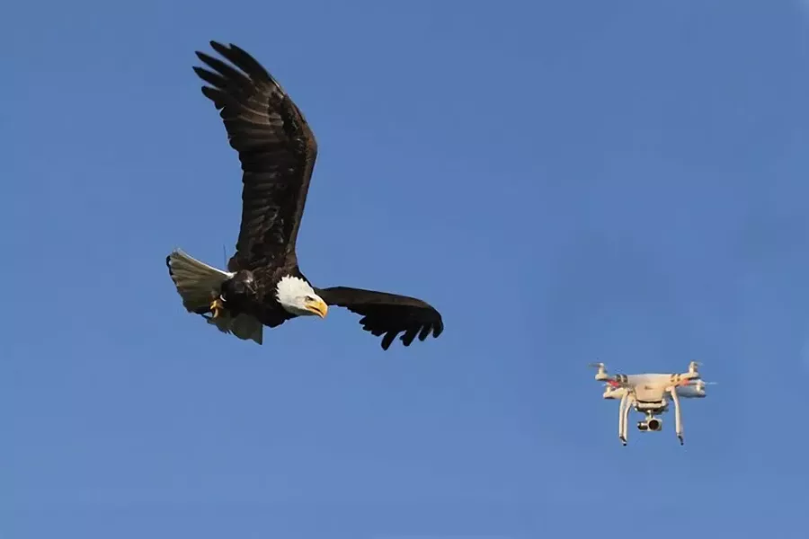 wyws_eagle-vs-drone.jpg