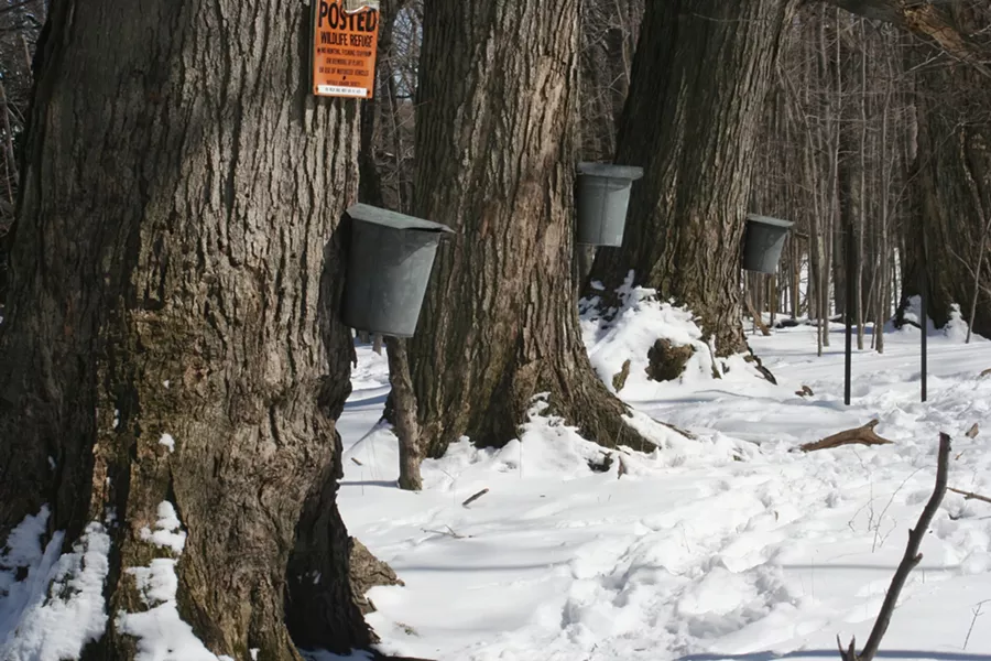 maple_sap_buckets_-_beaver_meadow_audubon_center.jpg