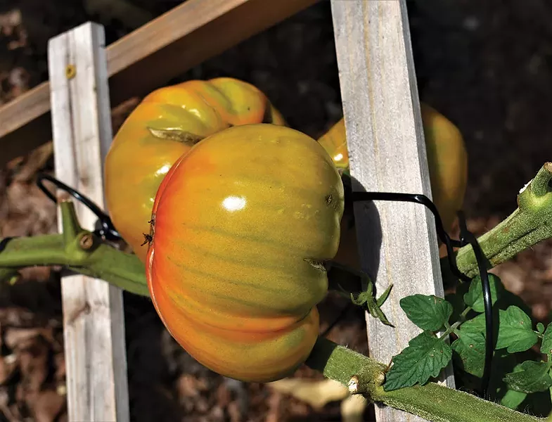 Heirloom tomatoes make up in personality what they lack in uniformity—they generally have superior flavor over hybrids. - LARRY DECKER