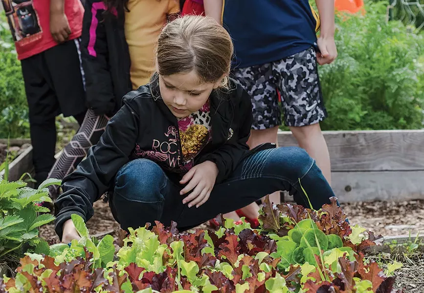 A student at Sargent Elementary School in Beacon harvests lettuce from the school garden, planted as part of a Hudson Valley Seed program. - MEGHAN SPIRO / HUDSON VALLEY SEED