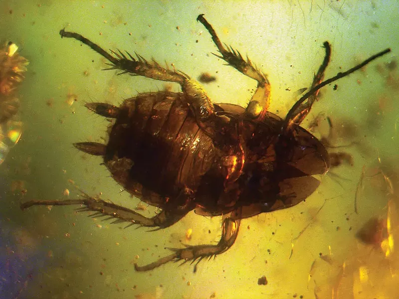 wyws_1280px-baltic_amber_inclusions_-_cockroach_pterygota_.jpg