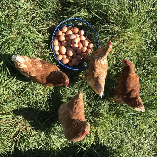 ladies_and_their_bounty_alison_delaney_bringing_in_the_harvest.jpg
