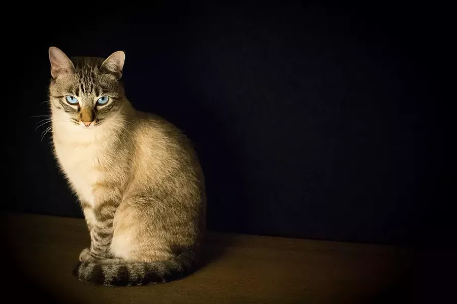 cat-2590467_960_720.jpg