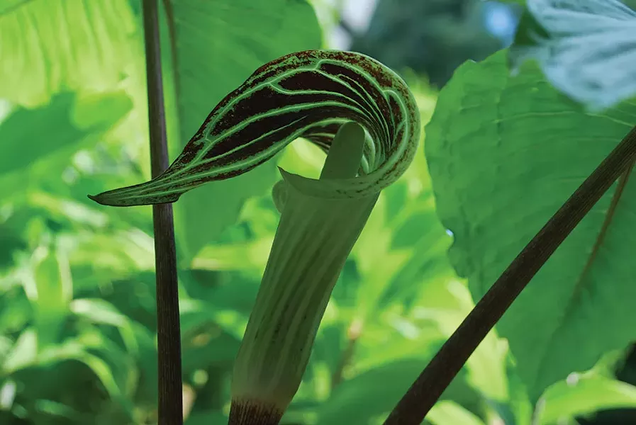 Jack-in-the-Pulpit - LARRY DECKER