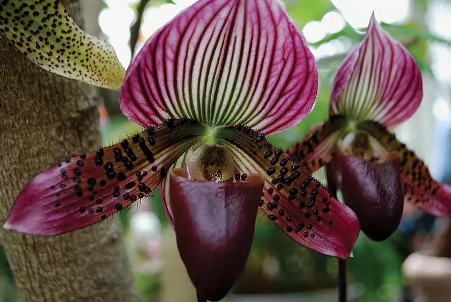 Lady Slipper Orchid - LARRY DECKER