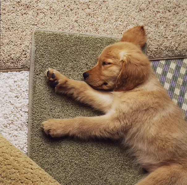 fosterflooring_pet_arearug_1.jpg