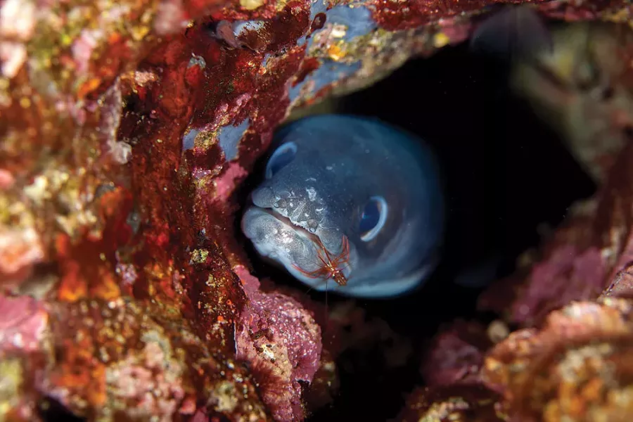 wyws_eel.jpg