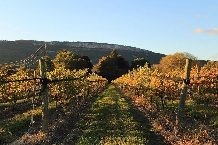 whitecliff_vineyard3.jpg