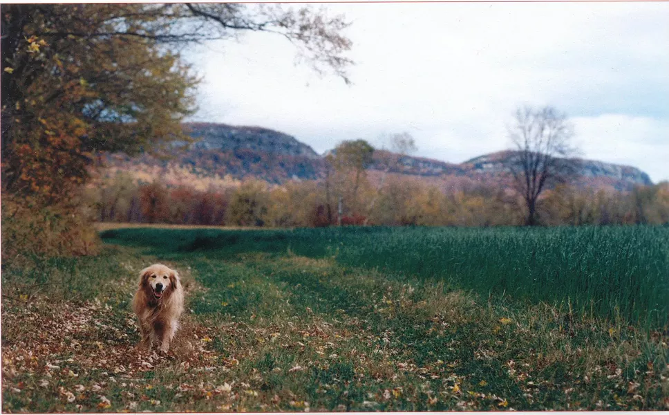 dyna_the_dog_in_a_fall_field.jpg