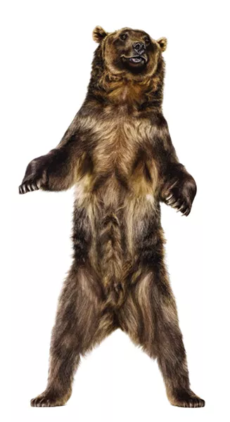 Grizzly Bear, a photograph from Andrew Zuckerman’s book Creature, published by Chronicle in 2007.