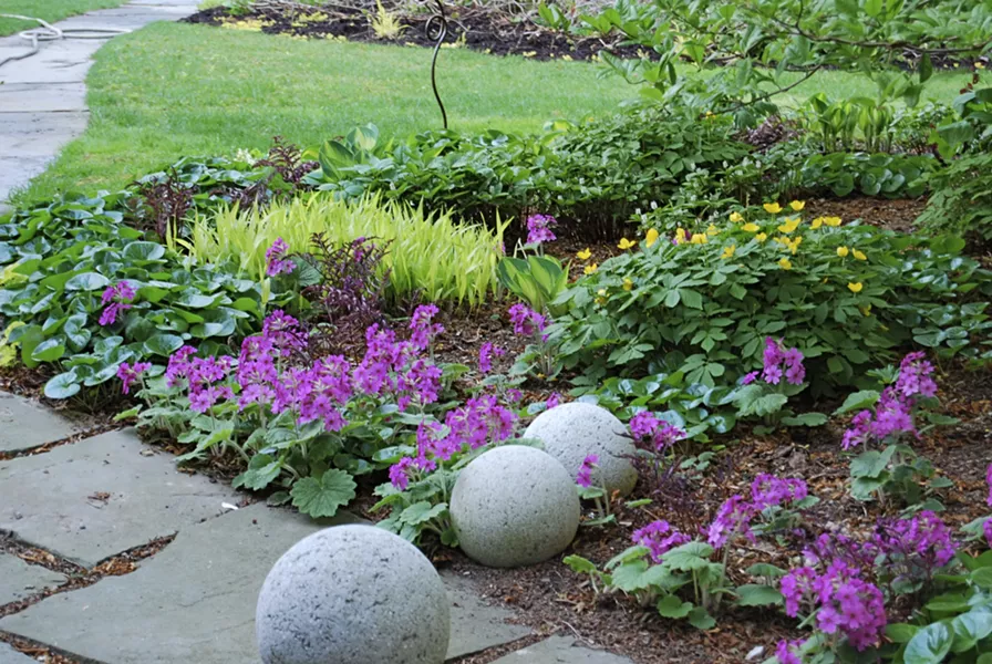 In April, Primula kisoana and Hylomecon japonicum do their thing as the ferns, grass, and hostas are still emerging. - PHOTO BY MARGARET ROACH