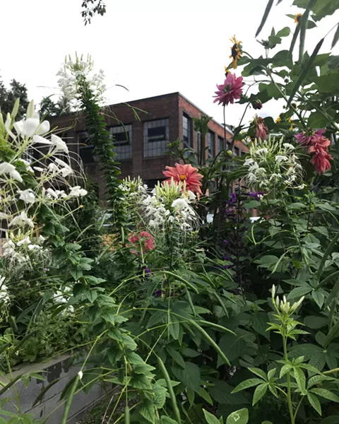The garden at Atlas Studios.