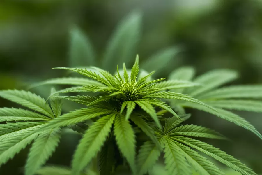 hemp_photo.jpg