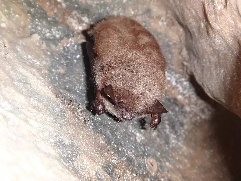 A bat in Howe Cave. Bats hibernate in many caves in the winter and roost in the caves during the day in the spring. - PHOTO: PAUL GRIGGS