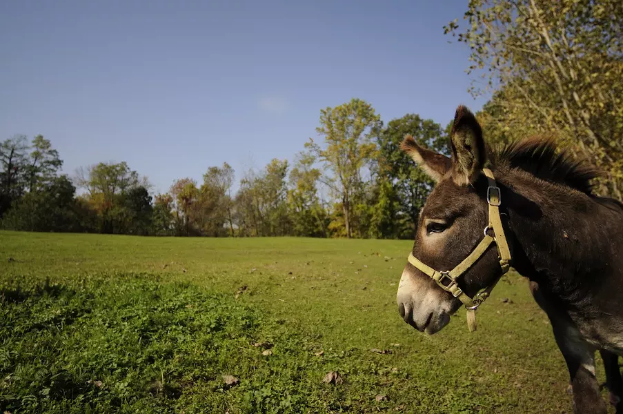 bf_animal_sanctuary_donkey.jpg