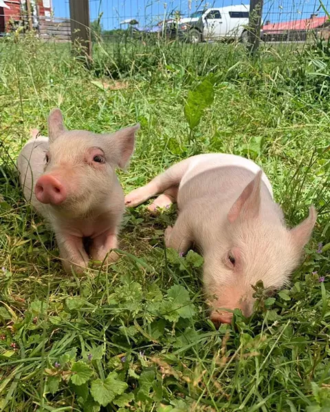 Harvey and Marsha, two pigs at the Woodstock Animal Sanctuary. - PHOTO COURTESY OF WOODSTOCK FARM SANCTUARY ON FACEBOOK