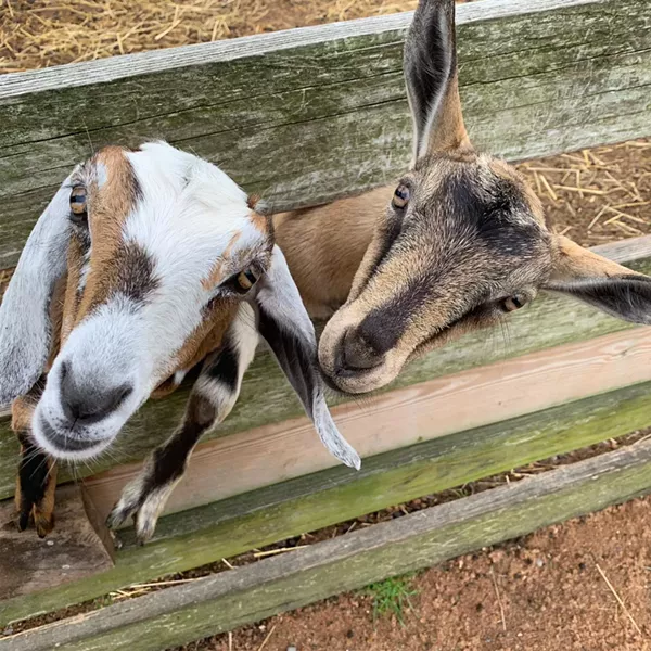 Goat selfies are better than just about anything else on your feed. - PHOTO COURTESY OF KELDER'S FARM ON FACEBOOK