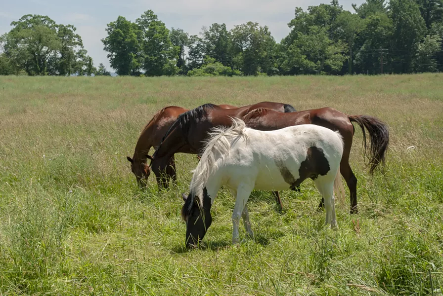 PHOTOS BY AUDREY BRAND