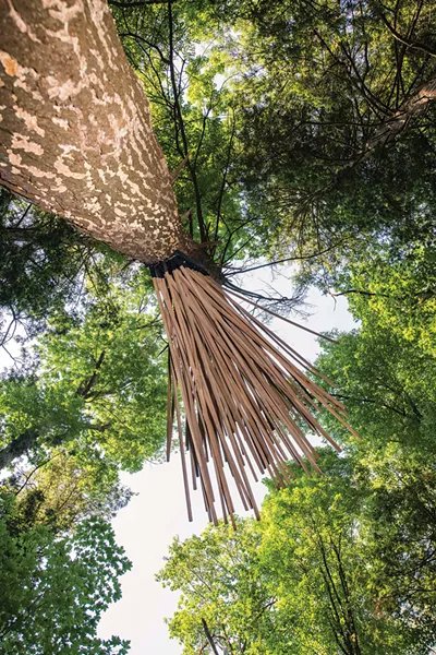 Singing Tree, made from a standing dead hemlock tree, is reconfigured as if singing to the surrounding forest. - PHOTO: KARI GIORDANO