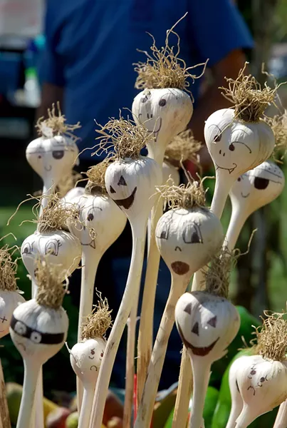 surprised-garlics-saugerties24.jpg