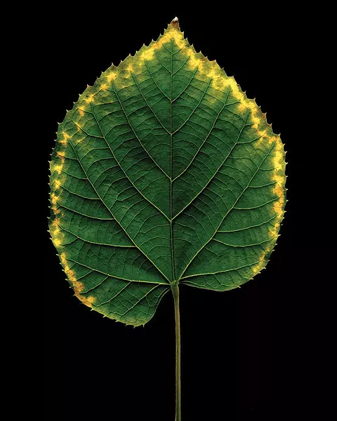 Fall, a photograph by Christopher Griffith, part of Lightfield Arts “Photo + Synthesis” exhibition at Hudson Hall.