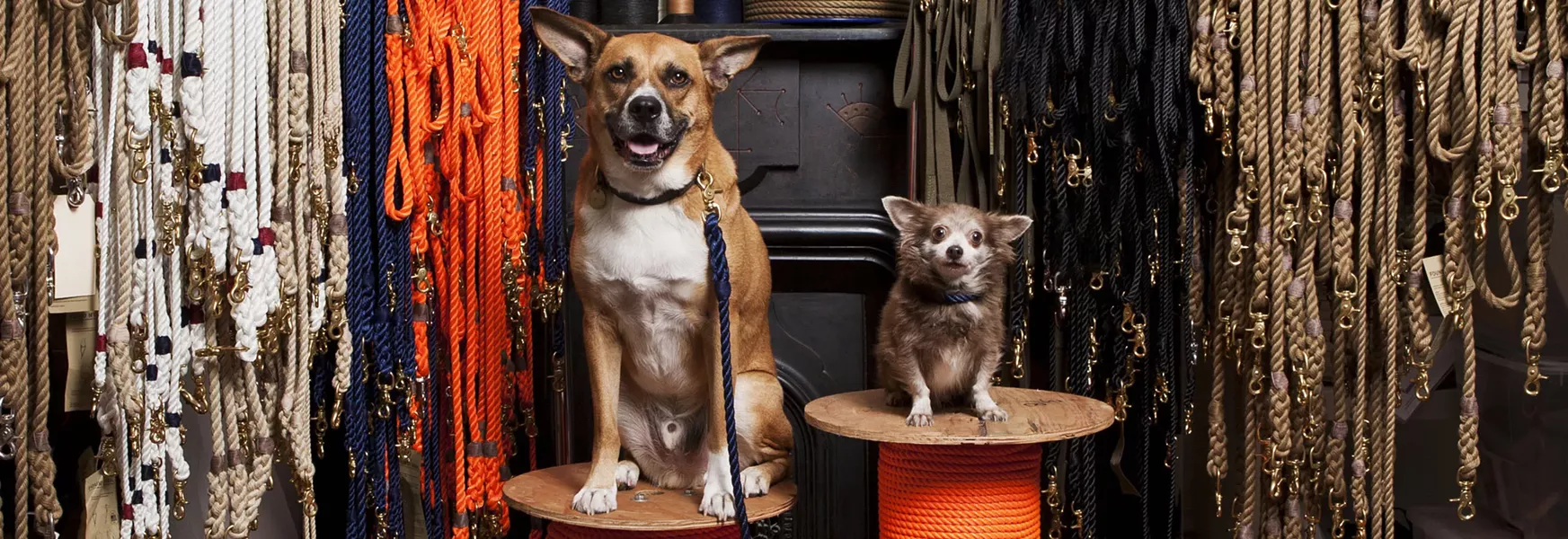 Two rescue dogs with their Found My Animal collars and leashes. - PHOTO BY TRE CASETTA, COURTESY OF FOUND MY ANIMAL