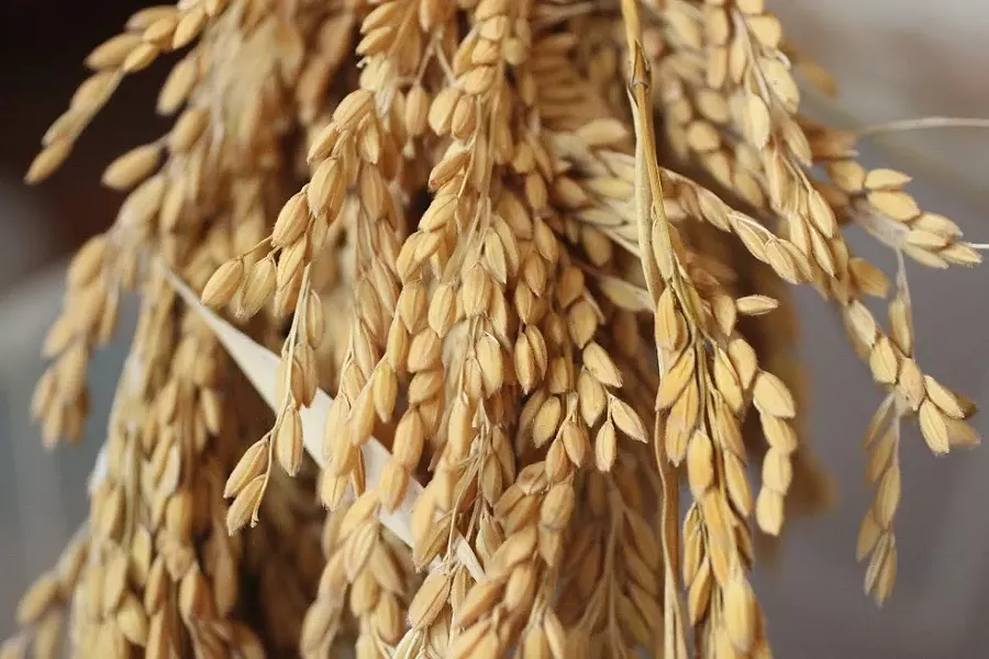 COURTESY OF EVER-GROWING FARM