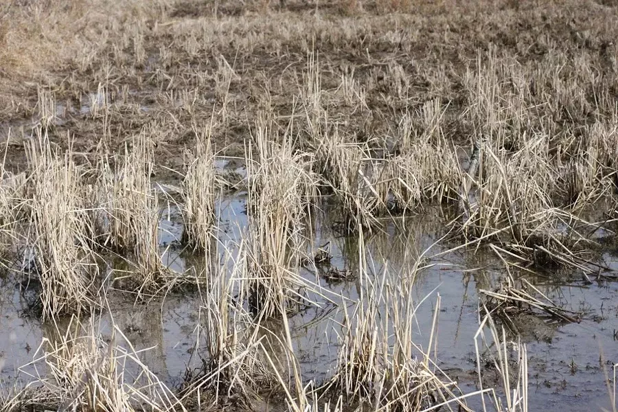 COURTESY OF EVER-GROWING FARM