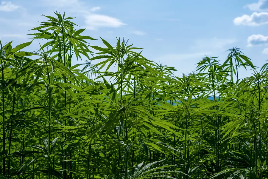 hemp-4354392_1920.jpg