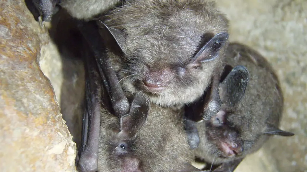 An increasingly rare sight in the Northeastern US: Healthy Indiana bats. - US FISH AND WILDLIFE SERVICE