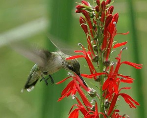 A hummingbird visiting a cardinal flower.