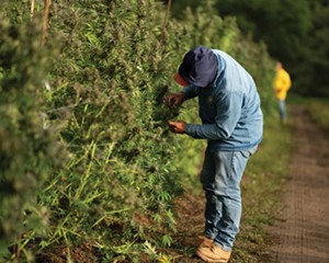 A worker readying one of the 38,000 marijuana plants at Hepworth Farms in Milton for harvest.