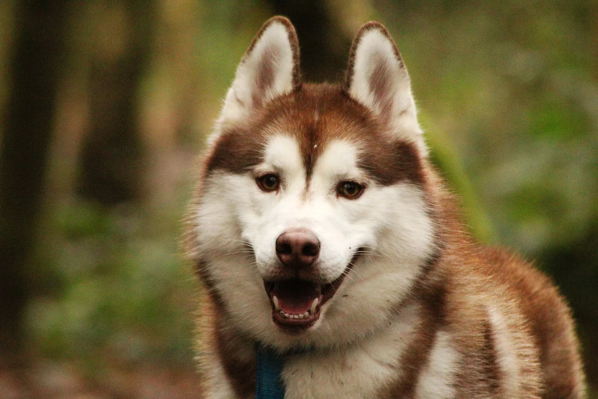 Online Pet Therapy Softening The Virus S Bite With Cuteness