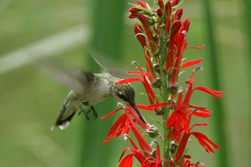 A hummingbird visiting a cardinal flower.