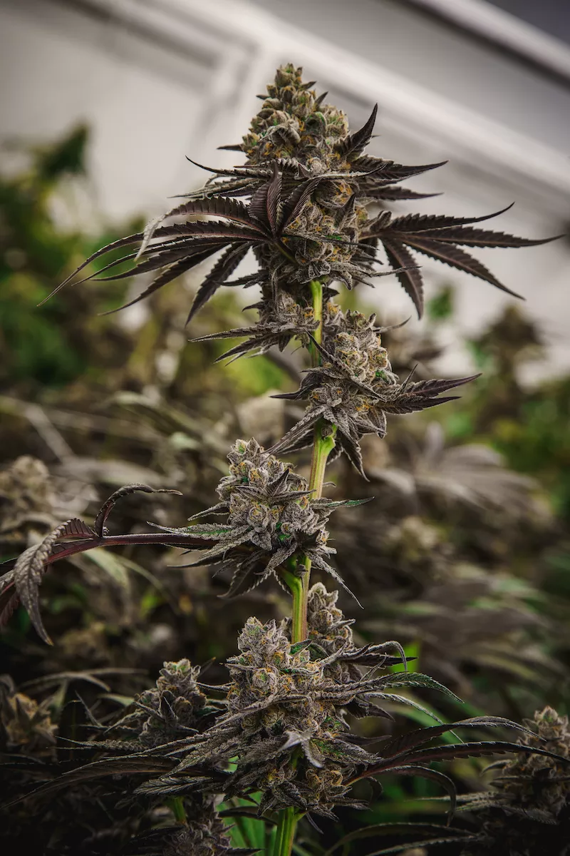 Ice, Ice Baby: A Day on the Slopes Pairs Perfectly with Ice Water  Hash-Infused Edibles | Sponsored | Dispensaries | Hudson Valley |  Chronogram Magazine