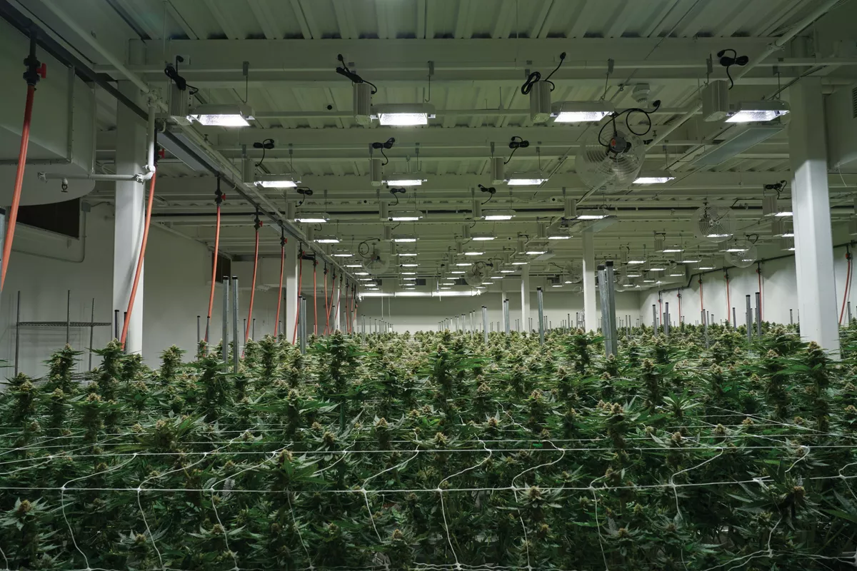 Higher Ed New York Formulates a Cannabis Curriculum Legislation